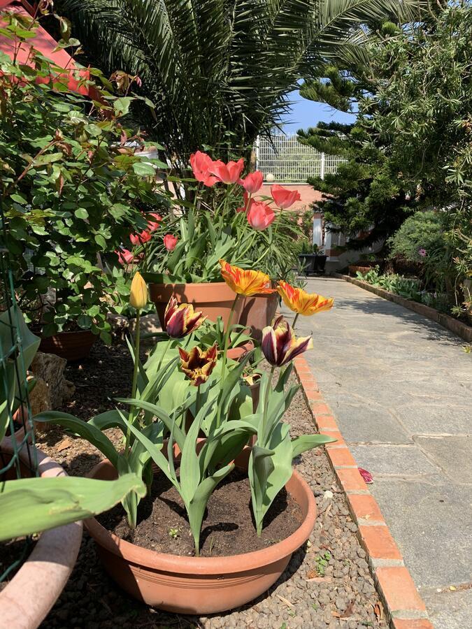 Resort Villa Rosa Maria Савона Екстер'єр фото